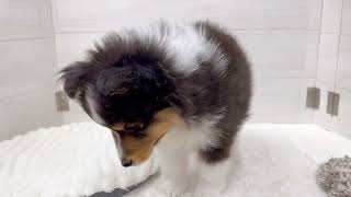 シェットランドシープドッグの動画01