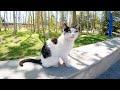 Homeless And Hungry Cat With A Beautiful Face And Cute Meows