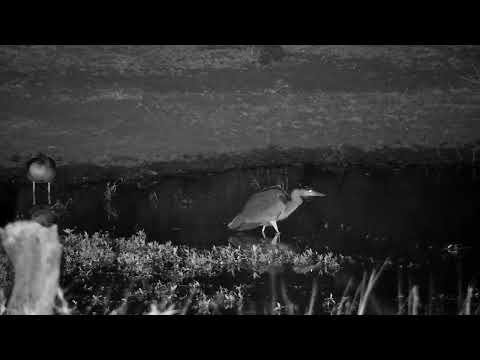 Djuma: Egyptian Goose and Grey Heron - 22:49 - 08/25/2022
