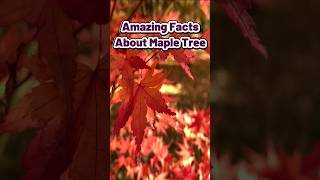 Download lagu Amazing Facts about Maple Tree 🍁 #shorts mp3