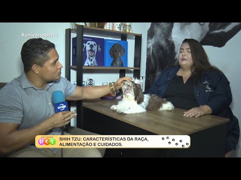 Shih Tzu: Características da raça, alimentação e cuidados 05 09 2022