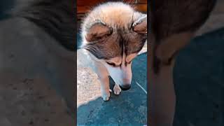 cute dog made my day ❤️ #shorts #status #viral #trending #dogshorts #funnydog #dogs #animals