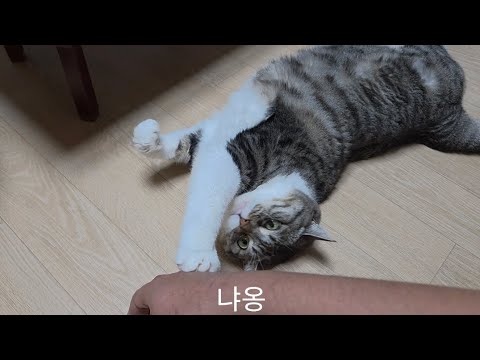 따듯한 바닥에 녹아있는 맹수를 만져보자