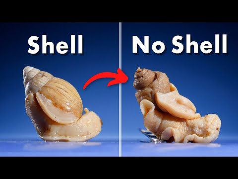 What's Inside a Snail Shell?
