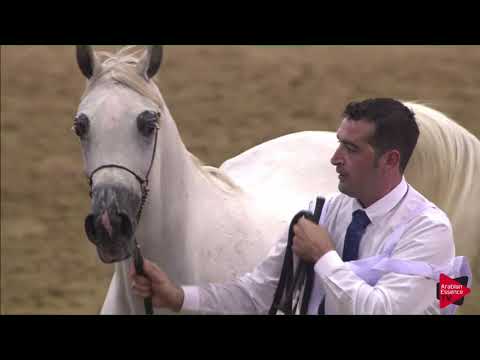 N 112 JAMEELA A TOO ALJANAH   2019 Al Shaqab Arabian Horse Show Festival   Mares 4 6  Years Old Clas