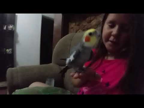 Minha calopsita cantando, coxa coxa doido!!