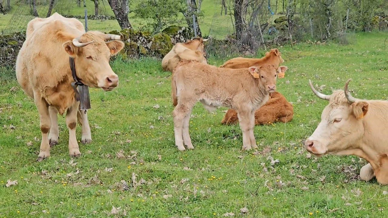 Como busca abrigo el ganado 😉👍