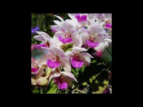 "Pisei na terra fria" - Composto por Willer Siqueira