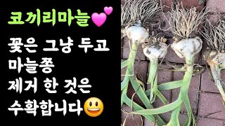 코끼리마늘????  꽃핀 것은 그냥 두고, 마늘쫑 제거한 것은 수확합니다????