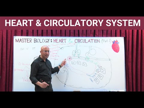 The Heart and Circulatory System🫀