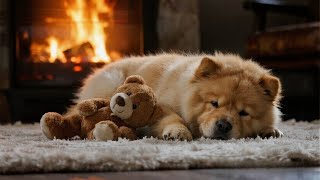 12 Hours of Healing Dog Music 🎵 Relaxation Music for Dogs🐾Dog Calming Music🐕Peaceful Sleep Support