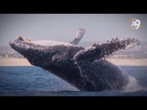 Doğadan Keşfe - Balinalar uçak teknolojisine yön veriyor