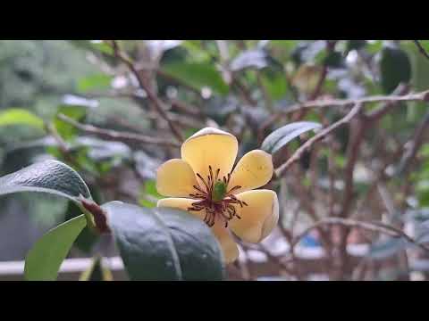 含笑花期