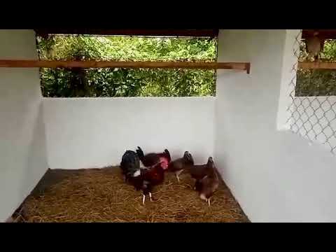 F1 Griffin Claret Brood Stag with WL Cecil Davis Kelso DN Brood Pullets