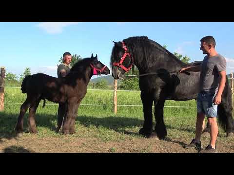 Armasarii lui Lupu Sor de la Orlat, Sibiu 2022 Nou!!!