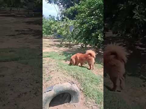 Vídeo de Simba