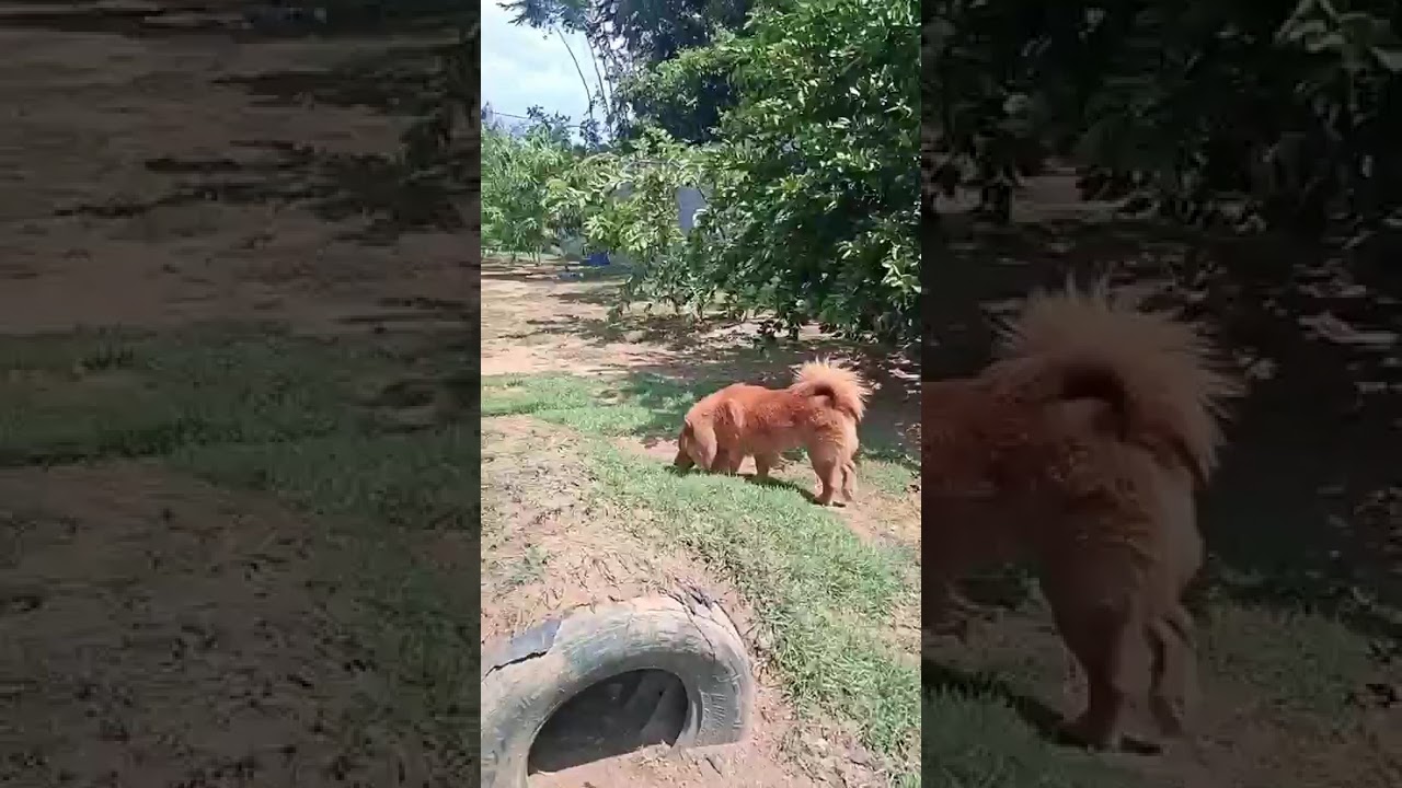 Cachorro raça Chow Chow idade 4 anos nome Simba