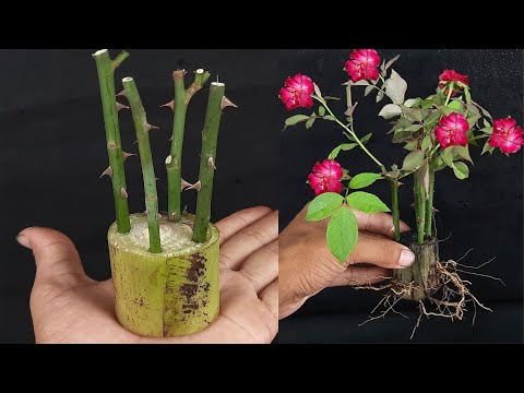 How To Grow Rose plant Cutting In A Small Portion Of A Banana Tree Tru