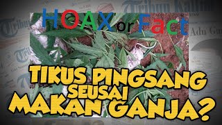 Hoax or Fact: Seekor Tikus Pingsan seusai Makan Daun Ganja? Ini Faktanya