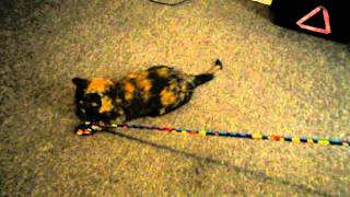 Ginger Plays With Magic Wand Toy