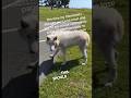 They Went To Pet A Wolf Thinking It Was A Dog