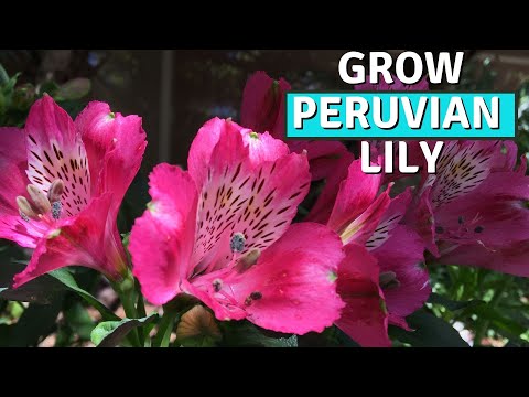 How to Grow Peruvian Lily| Alstroemeria | Propagation & Tips for More Blooms