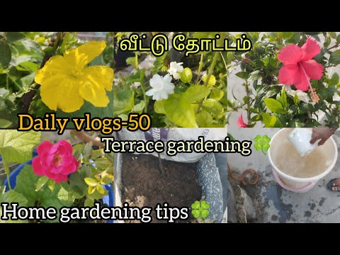 Daily vlogs-50 | வீட்டு தோட்டம் |Home gardening tips🍀 | Terrace gardening| Sivagami gardening