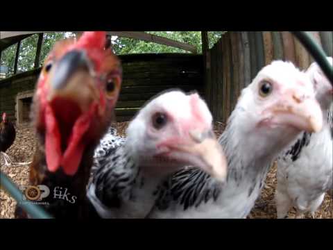 Fiks Fare, 1 Shkurt 2016, Pjesa 2 - Investigative Satirical Show