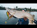 How To CATCH, CLEAN, and COOK Northern Pike. (Ice Out Ontario Pike)