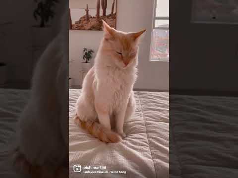 The calmest cat ever! #calm #calmmusic #meditation #catvideos #cats #cutecat #pishi #ragdoll #cat