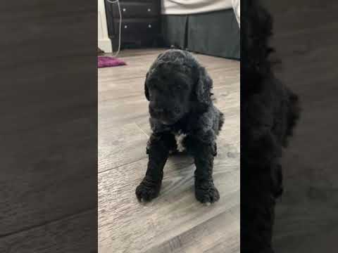 Upcoming Male - Labradoodle puppy for sale