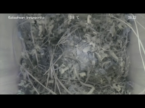 Kotisohvan linnunpönttö LIVE