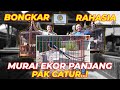 KOK BISA EKOR MURAI BATU PAK CATUR SEPANJANG INI