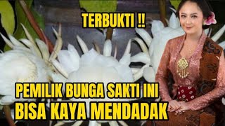 Download lagu KAYA MENDADAK !!  6 bunga sakti penarik rezeki dan kekayaan.#mitosjawa mp3