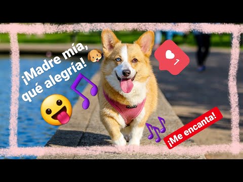 🎯 música para alegrar mascotas tristes 😛❤️ muy divertida para perros 🐶✅ levantar el ánimo a un perro