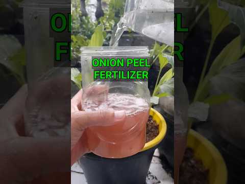 Onion Peel Water as Organic Liquid Fertilizer