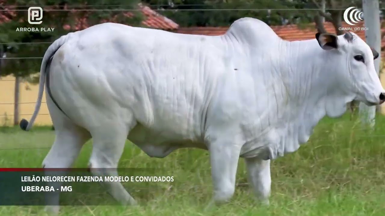 Bela Alvorada Nelore Zan oferta bezerra no Leilão NeloreCen, Fazenda Modelo e Convidados