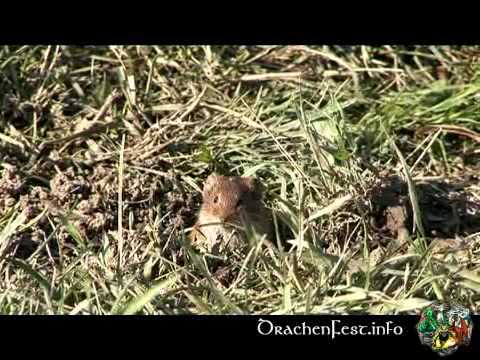 Drachenfest 2007 - Endschlacht Szenen