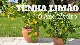 Tenha Limão o Ano Inteiro - Faça muda de pé de limão