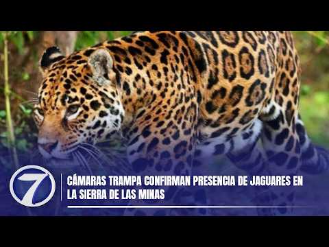Cámaras trampa confirman presencia de jaguares en la Sierra de Las Minas