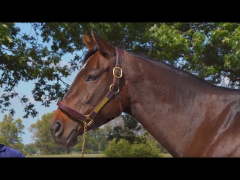 Peter Leidel Gets Ready to Part with Lady Aurelia