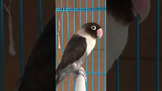 Download lagu Suara Lovebird | Lovebird Batman mp3