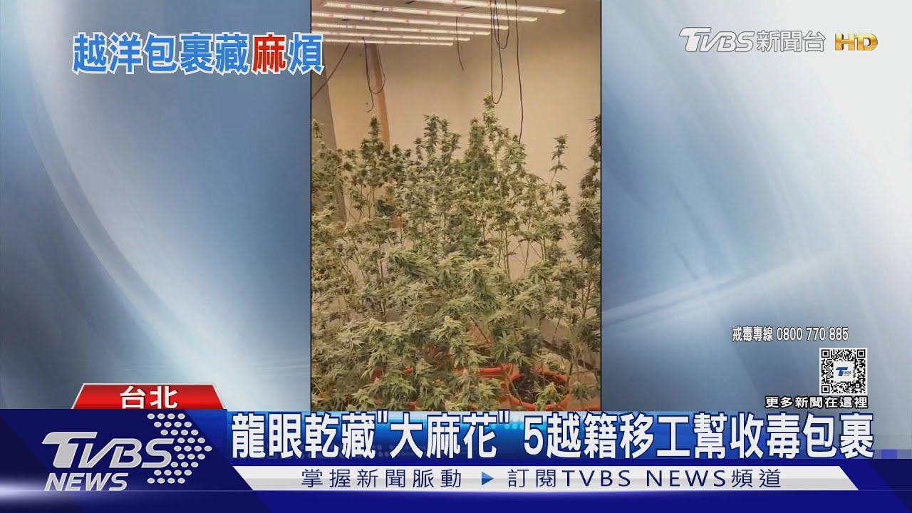 龍眼乾藏「大麻花」5越籍移工幫收毒包裹