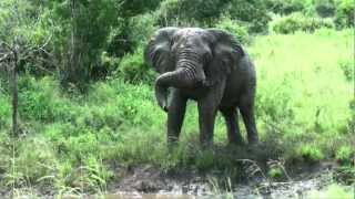 preview picture of video 'Safari in the Hluhluwe-Umfolozi Park  (South Africa)'