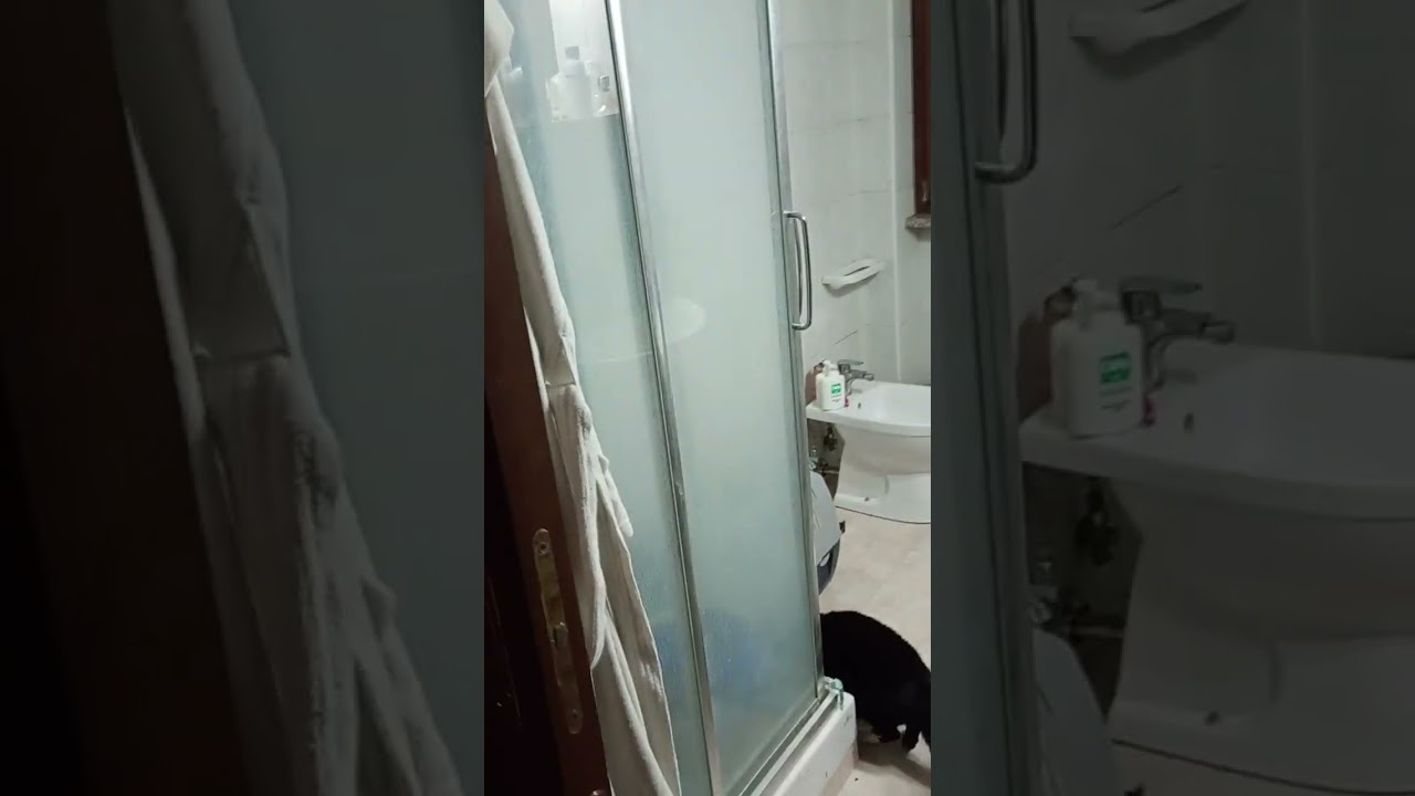 HO IL GATTO TERRORIZZATO DAI BOTTI DI #CAPODANNO #2026 