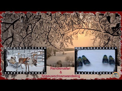 LAPLAND  -  Rendiersafari  en sneeuwschoenwandeling . " met de blauwe vogel - Nordic "