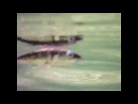 ( flyfish4fun.se ) Närbilder på öringens bytesfisk