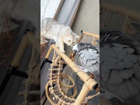 Когти подстрижены 🐾🐈 а вот беседу профилактическую после с ним все же провела 😏