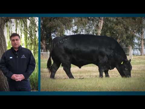 PALABRA DE CRIADOR • "COMPLETO" por Carlos Ojea Rullán, de Cabaña Surangus • ST GENETICS ARGENTINA