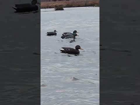 , title : 'Grebes in the decoys.'